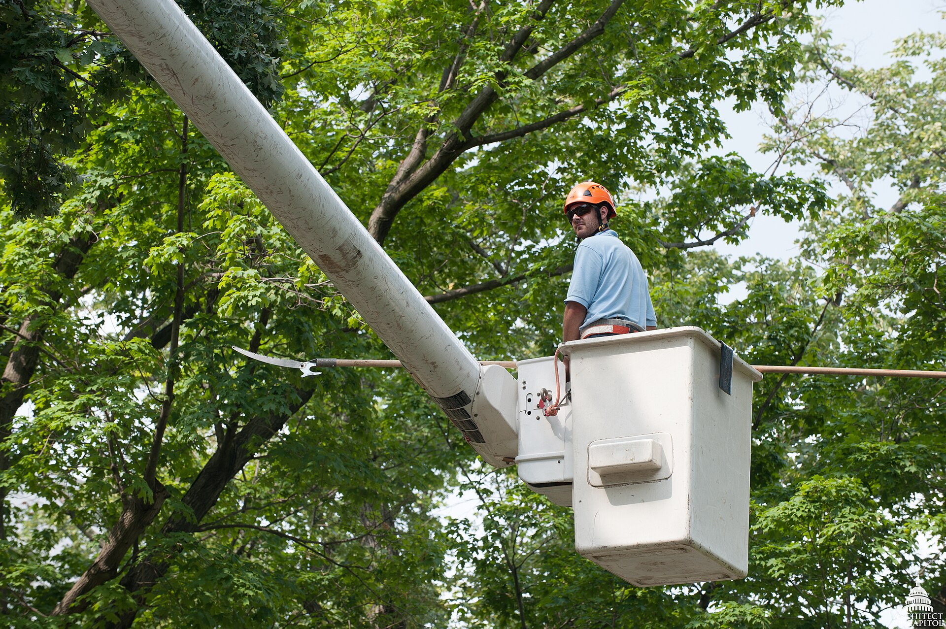 Arborist in a bucket lift trimming branches in a leafy tree